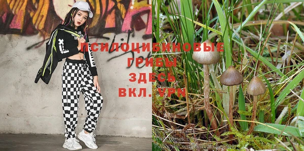 дживик Зеленокумск