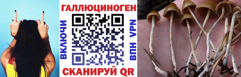 Купить  Жиздра  Псилоцибиновые грибы Psilocybe 